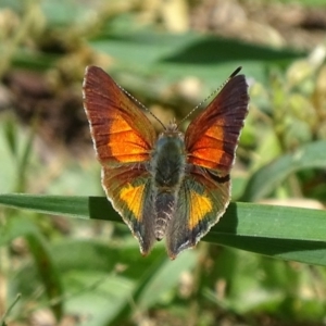 Paralucia aurifera at Paddys River, ACT - 20 Nov 2017