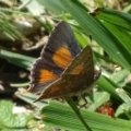 Paralucia aurifera at Paddys River, ACT - 20 Nov 2017