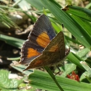 Paralucia aurifera at Paddys River, ACT - 20 Nov 2017