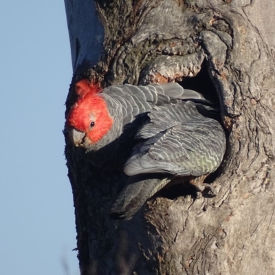 Callocephalon fimbriatum (Gang-gang Cockatoo) at Deakin, ACT - 14 Nov 2017 by roymcd