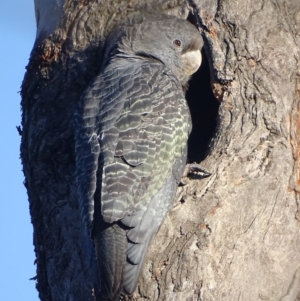 Callocephalon fimbriatum at Deakin, ACT - 15 Nov 2017