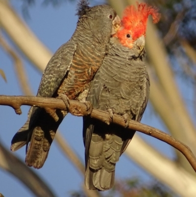 Callocephalon fimbriatum (Gang-gang Cockatoo) at Red Hill, ACT - 15 Nov 2017 by roymcd