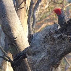 Callocephalon fimbriatum (Gang-gang Cockatoo) at Deakin, ACT - 15 Nov 2017 by roymcd