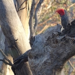 Callocephalon fimbriatum (Gang-gang Cockatoo) at Deakin, ACT - 14 Nov 2017 by roymcd