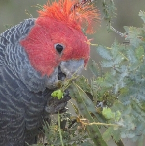 Callocephalon fimbriatum at Deakin, ACT - suppressed