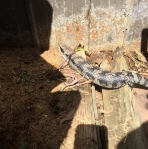 Tiliqua scincoides scincoides at Kaleen, ACT - 21 Nov 2017