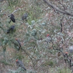 Callocephalon fimbriatum (Gang-gang Cockatoo) at Deakin, ACT - 16 Nov 2017 by roymcd