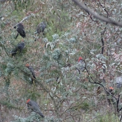 Callocephalon fimbriatum (Gang-gang Cockatoo) at Deakin, ACT - 17 Nov 2017 by roymcd