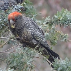 Callocephalon fimbriatum at Deakin, ACT - 17 Nov 2017