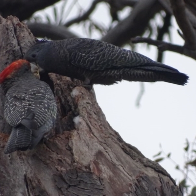 Callocephalon fimbriatum (Gang-gang Cockatoo) at GG60 - 16 Nov 2017 by roymcd