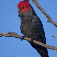 Callocephalon fimbriatum (Gang-gang Cockatoo) at Deakin, ACT - 18 Nov 2017 by roymcd