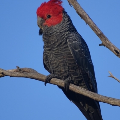 Callocephalon fimbriatum (Gang-gang Cockatoo) at Deakin, ACT - 19 Nov 2017 by roymcd