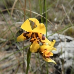 Diuris sulphurea (Tiger Orchid) at Cook, ACT - 10 Nov 2017 by CathB
