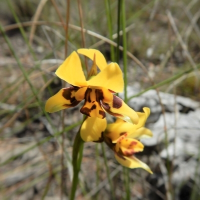 Diuris sulphurea (Tiger Orchid) at Cook, ACT - 10 Nov 2017 by CathB
