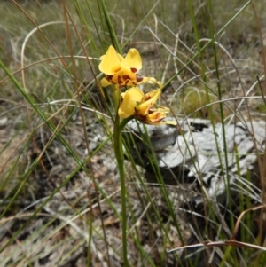 Diuris sulphurea at Cook, ACT - suppressed