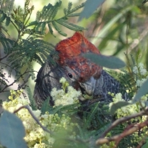 Callocephalon fimbriatum at Deakin, ACT - suppressed