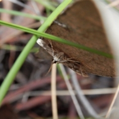 Nacoleia rhoeoalis (A Crambid moth (Spilomelinae) at Aranda, ACT - 18 Nov 2017 by CathB