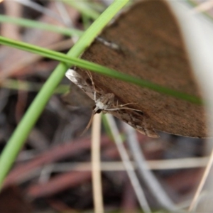 Nacoleia rhoeoalis at Aranda, ACT - 18 Nov 2017