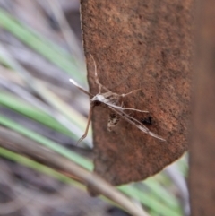 Nacoleia rhoeoalis at Aranda, ACT - 18 Nov 2017