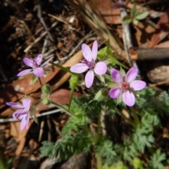 Erodium cicutarium (Common Storksbill, Common Crowfoot) at Belconnen, ACT - 18 Nov 2017 by CathB