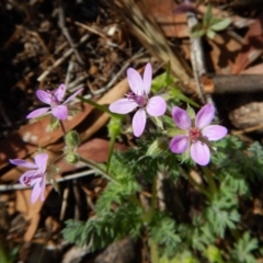 Erodium cicutarium (Common Storksbill, Common Crowfoot) at Belconnen, ACT - 19 Nov 2017 by CathB