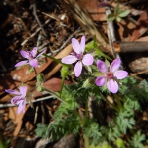 Erodium cicutarium at Belconnen, ACT - 19 Nov 2017 09:58 AM
