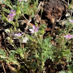 Erodium cicutarium at Belconnen, ACT - 19 Nov 2017