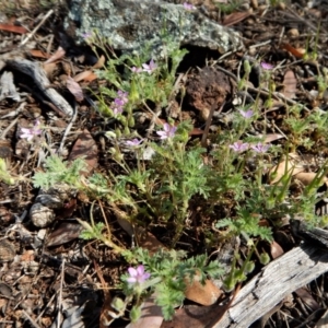 Erodium cicutarium at Belconnen, ACT - 19 Nov 2017 09:58 AM