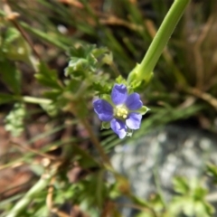 Erodium crinitum (Native Crowfoot) at Belconnen, ACT - 19 Nov 2017 by CathB