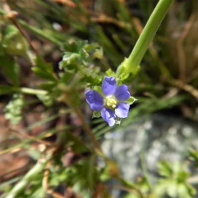 Erodium crinitum (Native Crowfoot) at Mount Painter - 18 Nov 2017 by CathB