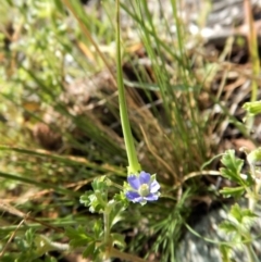 Erodium crinitum at Belconnen, ACT - 19 Nov 2017 09:59 AM