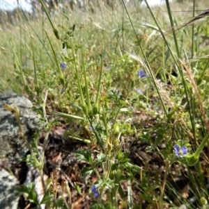 Erodium crinitum at Belconnen, ACT - 19 Nov 2017 09:59 AM