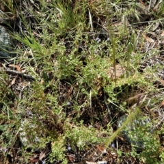 Erodium crinitum at Belconnen, ACT - 19 Nov 2017