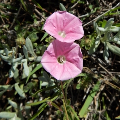 Convolvulus angustissimus subsp. angustissimus (Australian Bindweed) at Belconnen, ACT - 19 Nov 2017 by CathB