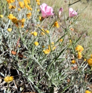 Convolvulus angustissimus subsp. angustissimus at Belconnen, ACT - 19 Nov 2017 10:16 AM