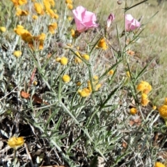 Convolvulus angustissimus subsp. angustissimus at Belconnen, ACT - 19 Nov 2017