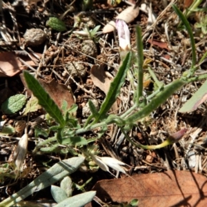 Convolvulus angustissimus subsp. angustissimus at Belconnen, ACT - 19 Nov 2017