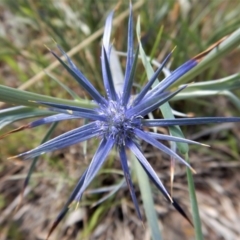 Eryngium ovinum (Blue Devil) at Belconnen, ACT - 19 Nov 2017 by CathB