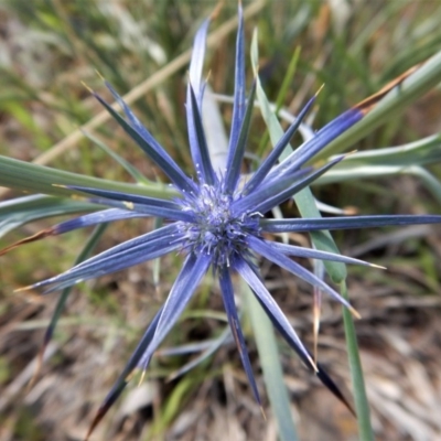 Eryngium ovinum (Blue Devil) at Belconnen, ACT - 19 Nov 2017 by CathB