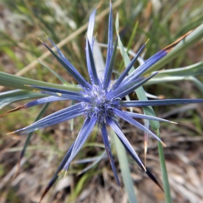 Eryngium ovinum (Blue Devil) at Belconnen, ACT - 18 Nov 2017 by CathB