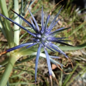 Eryngium ovinum at Belconnen, ACT - 19 Nov 2017