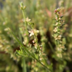 Galium gaudichaudii subsp. gaudichaudii (Rough Bedstraw) at Belconnen, ACT - 18 Nov 2017 by CathB