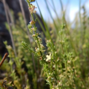 Galium gaudichaudii subsp. gaudichaudii at Belconnen, ACT - 19 Nov 2017 10:39 AM