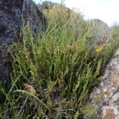 Galium gaudichaudii subsp. gaudichaudii at Belconnen, ACT - 19 Nov 2017