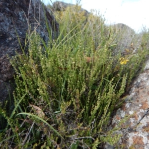 Galium gaudichaudii subsp. gaudichaudii at Belconnen, ACT - 19 Nov 2017 10:39 AM