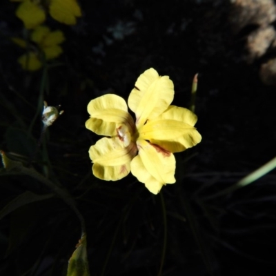 Goodenia hederacea subsp. hederacea (Ivy Goodenia, Forest Goodenia) at Belconnen, ACT - 19 Nov 2017 by CathB