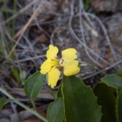 Goodenia hederacea subsp. hederacea at Belconnen, ACT - 19 Nov 2017