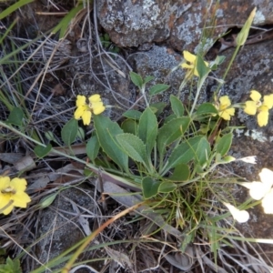 Goodenia hederacea subsp. hederacea at Belconnen, ACT - 19 Nov 2017