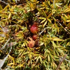 Astroloma humifusum (Cranberry Heath) at Belconnen, ACT - 18 Nov 2017 by CathB