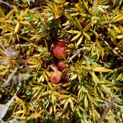 Styphelia humifusum (Cranberry Heath) at Belconnen, ACT - 19 Nov 2017 by CathB